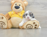 9 week old Shih Poo Puppy For Sale - Simply Southern Pups