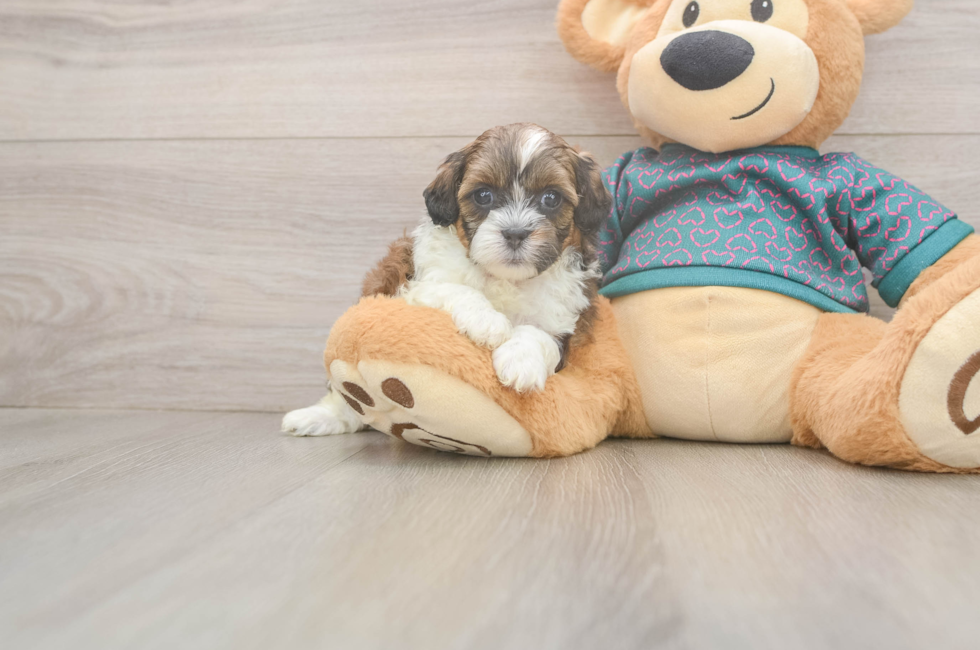 5 week old Shih Poo Puppy For Sale - Simply Southern Pups