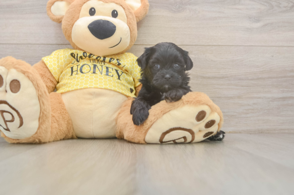 5 week old Shih Poo Puppy For Sale - Simply Southern Pups