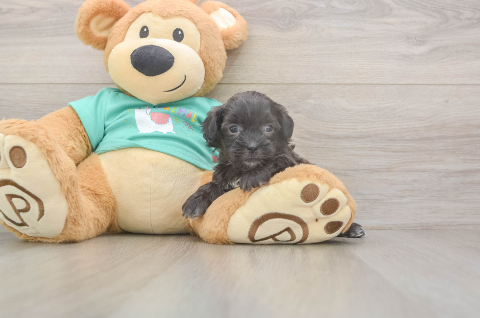 5 week old Shih Poo Puppy For Sale - Simply Southern Pups
