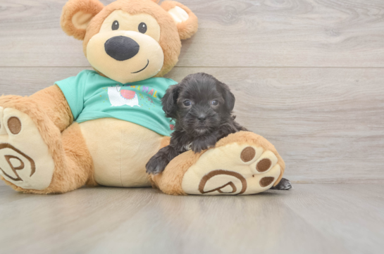 5 week old Shih Poo Puppy For Sale - Simply Southern Pups Adorable Shih Poo Poodle Mix Puppy