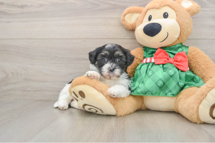 Shih Poo Pup Being Cute