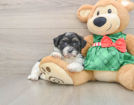 6 week old Shih Poo Puppy For Sale - Simply Southern Pups
