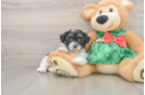 Shih Poo Pup Being Cute