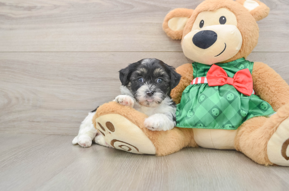 5 week old Shih Poo Puppy For Sale - Simply Southern Pups