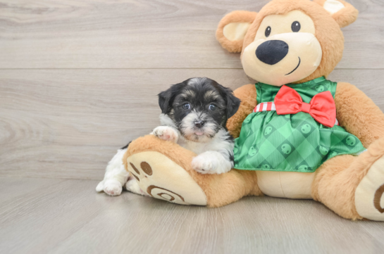 Shih Poo Pup Being Cute
