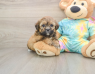 5 week old Shih Poo Puppy For Sale - Simply Southern Pups