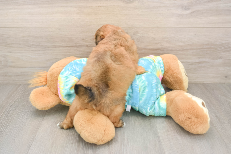 Best Shih Poo Baby