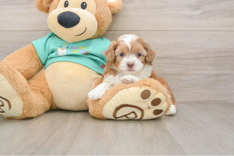 Sweet Shih Poo Baby