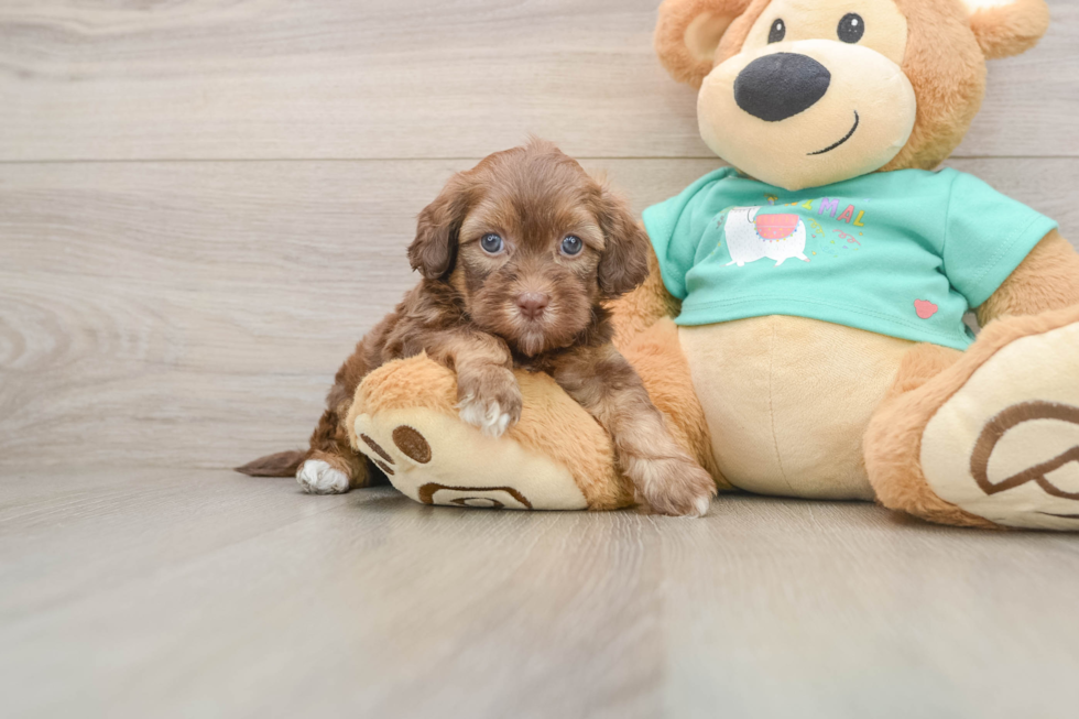Small Shih Poo Baby