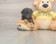 7 week old Shih Poo Puppy For Sale - Simply Southern Pups