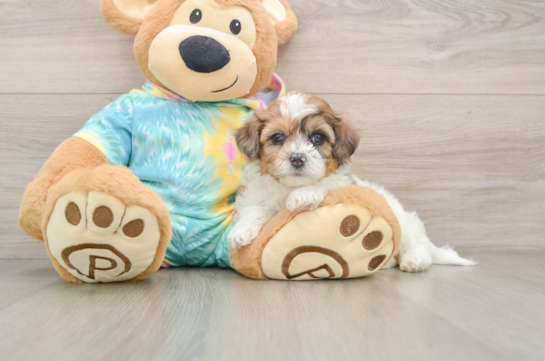 Energetic Shih Poo Poodle Mix Puppy