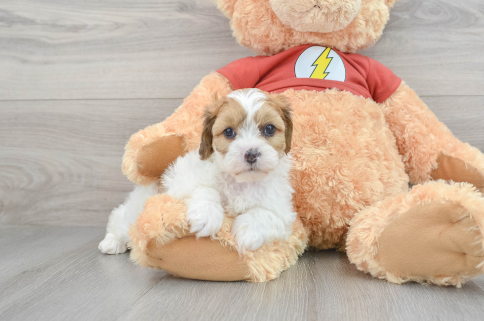 7 week old Shih Poo Puppy For Sale - Simply Southern Pups