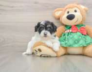 6 week old Shih Poo Puppy For Sale - Simply Southern Pups