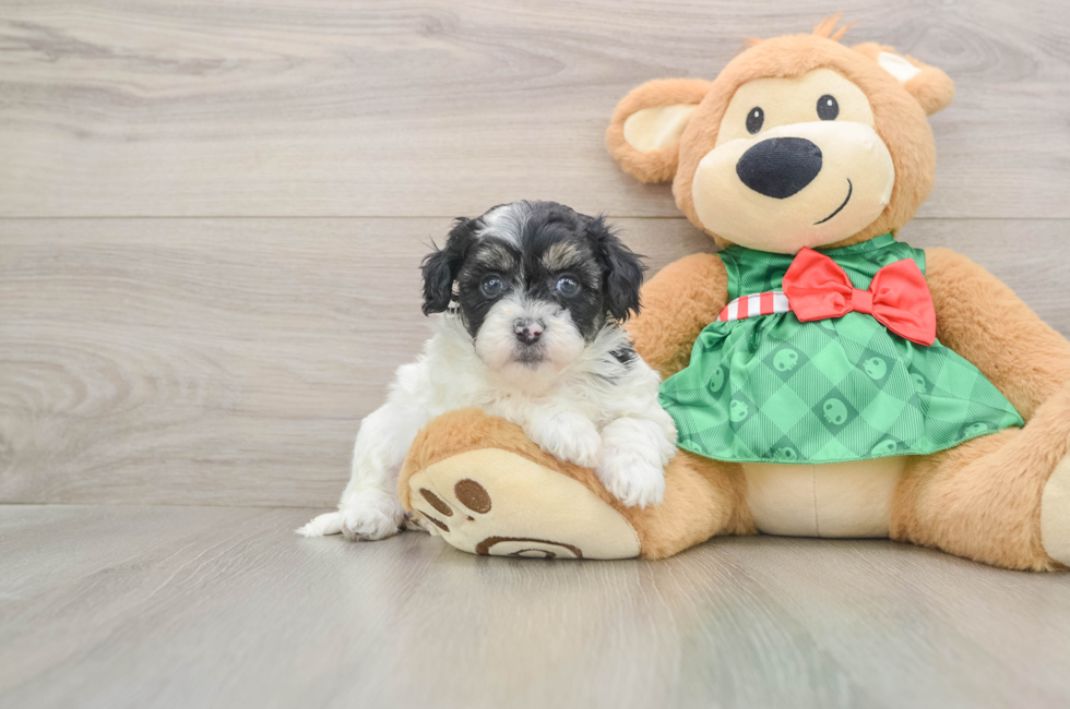 5 week old Shih Poo Puppy For Sale - Simply Southern Pups