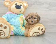 6 week old Shih Poo Puppy For Sale - Simply Southern Pups