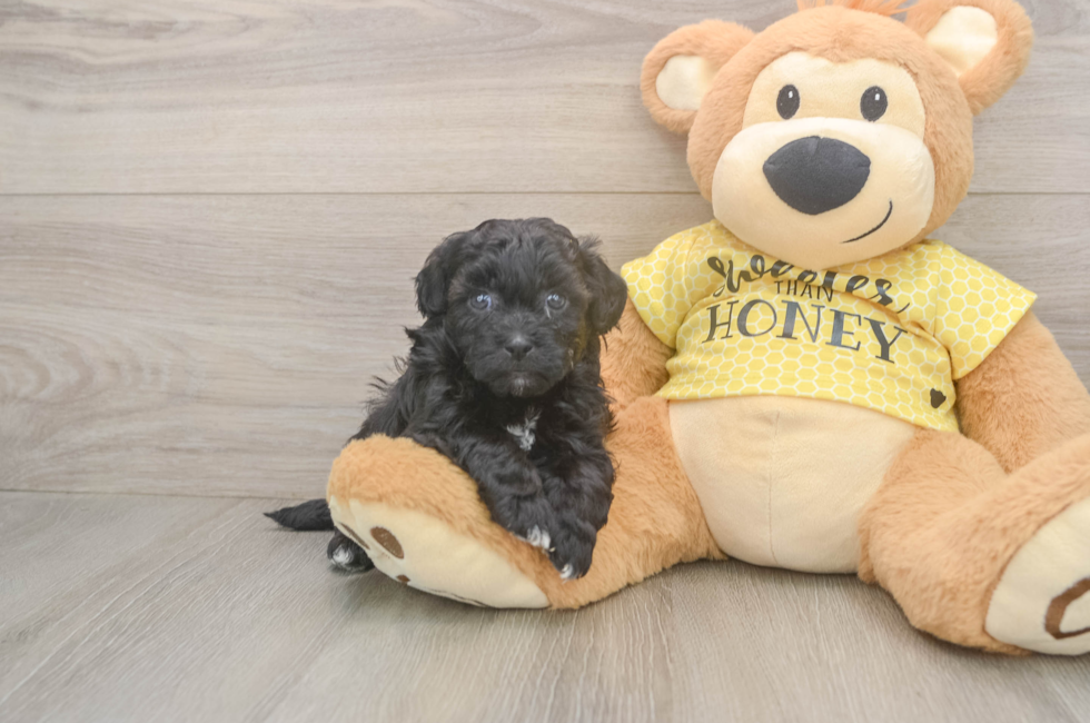 5 week old Shih Poo Puppy For Sale - Simply Southern Pups
