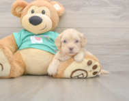 7 week old Shih Poo Puppy For Sale - Simply Southern Pups