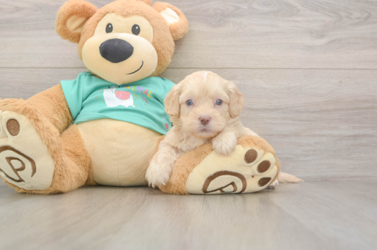 5 week old Shih Poo Puppy For Sale - Simply Southern Pups Sweet Shih Poo Baby