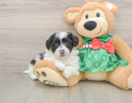5 week old Shih Poo Puppy For Sale - Simply Southern Pups