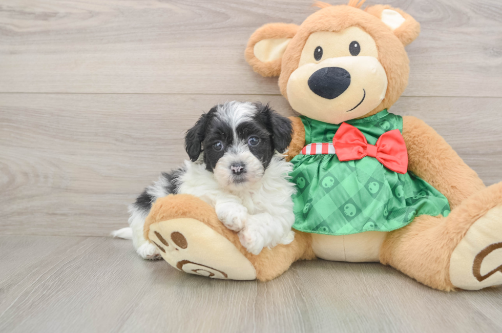 5 week old Shih Poo Puppy For Sale - Simply Southern Pups