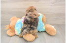 Shih Poo Pup Being Cute