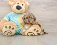 5 week old Shih Poo Puppy For Sale - Simply Southern Pups