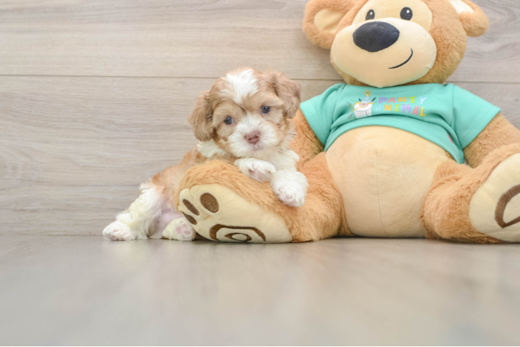 Shih Poo Pup Being Cute
