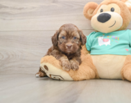 7 week old Shih Poo Puppy For Sale - Simply Southern Pups