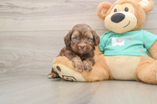 Best Shih Poo Baby