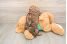 Fluffy Shih Poo Poodle Mix Pup