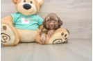 Shih Poo Puppy for Adoption