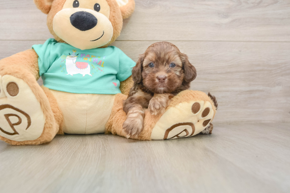 Shih Poo Puppy for Adoption
