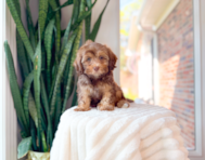 9 week old Shih Poo Puppy For Sale - Simply Southern Pups