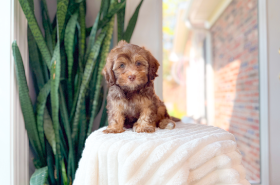 Cute Shoodle Poodle Mix Puppy