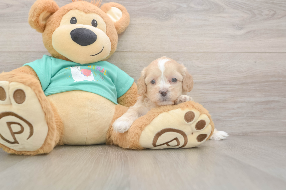 5 week old Shih Poo Puppy For Sale - Simply Southern Pups