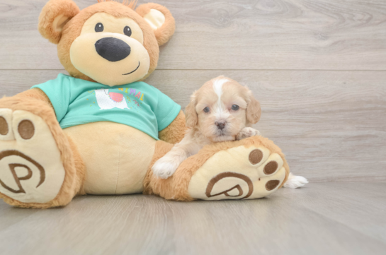 5 week old Shih Poo Puppy For Sale - Simply Southern Pups Shih Poo Pup Being Cute