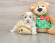 5 week old Shih Poo Puppy For Sale - Simply Southern Pups