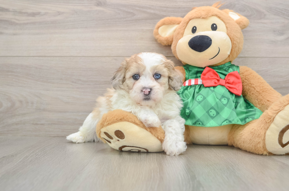 5 week old Shih Poo Puppy For Sale - Simply Southern Pups