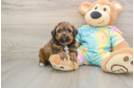 Shih Poo Pup Being Cute