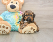 5 week old Shih Poo Puppy For Sale - Simply Southern Pups