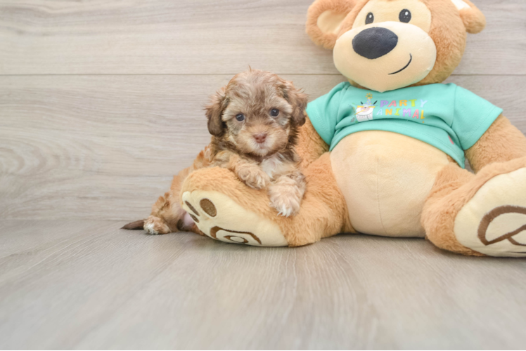 Shih Poo Pup Being Cute