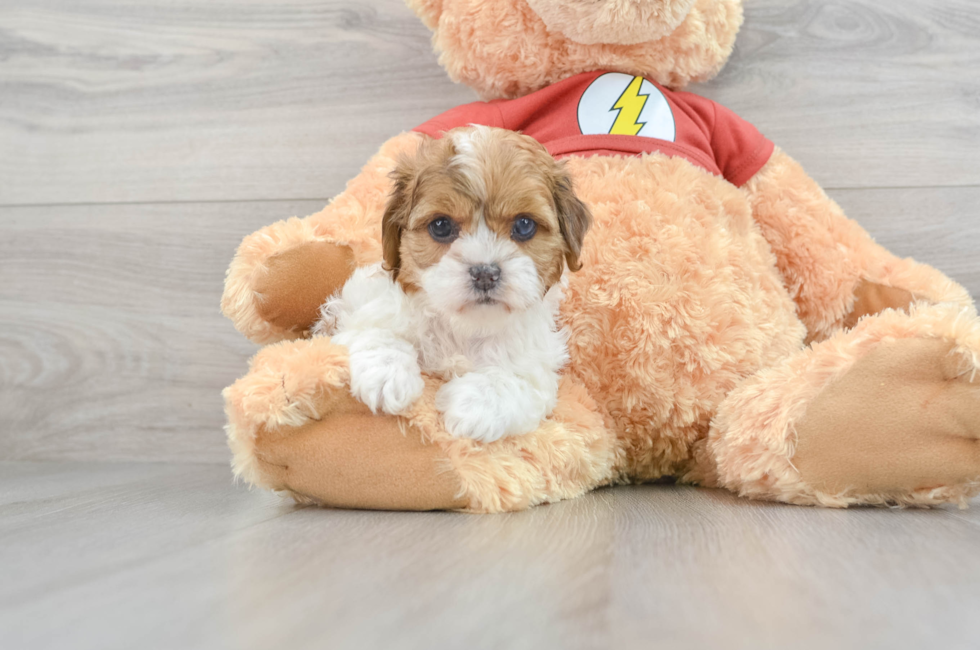 7 week old Shih Poo Puppy For Sale - Simply Southern Pups