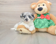 7 week old Shih Poo Puppy For Sale - Simply Southern Pups