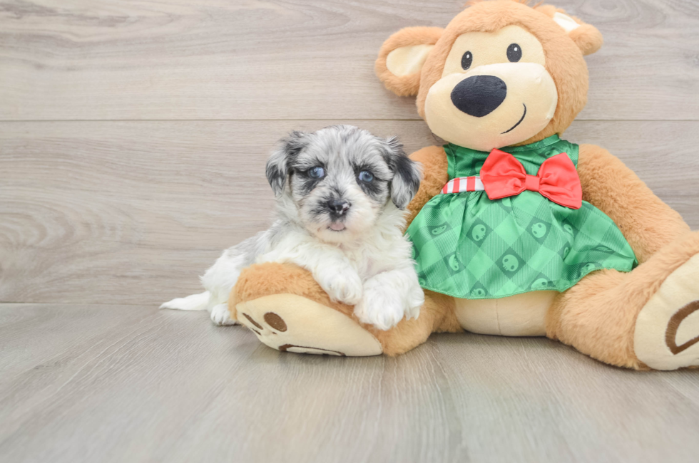 5 week old Shih Poo Puppy For Sale - Simply Southern Pups