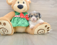 7 week old Shih Poo Puppy For Sale - Simply Southern Pups