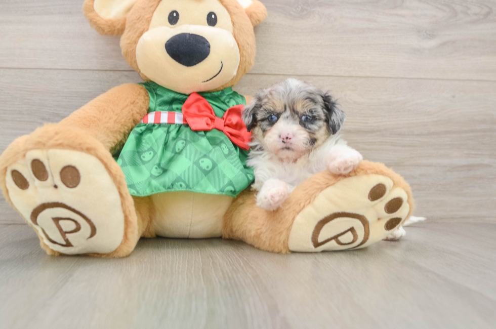 5 week old Shih Poo Puppy For Sale - Simply Southern Pups
