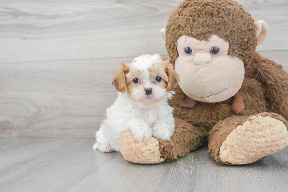 Hypoallergenic Shih Poo Poodle Mix Puppy