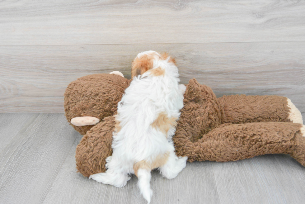 Shih Poo Puppy for Adoption