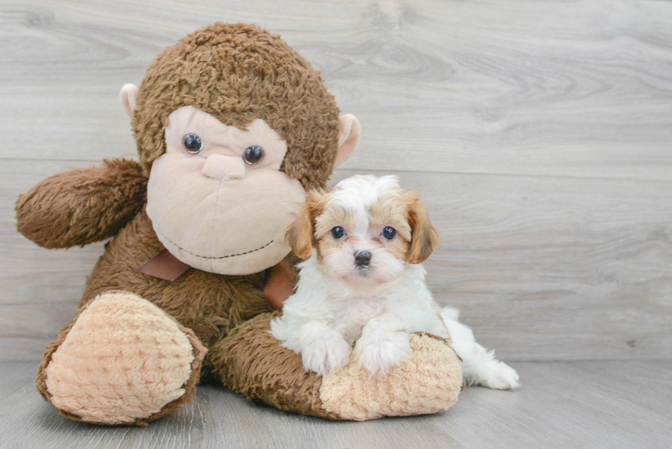Shih Poo Pup Being Cute